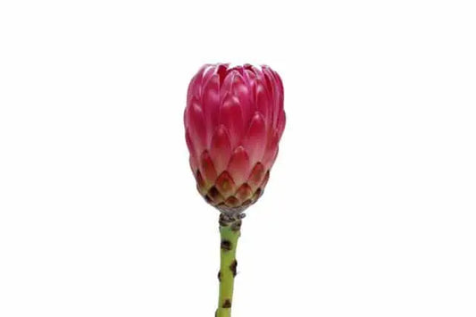 Pink Protea Flowers 40 Stems
