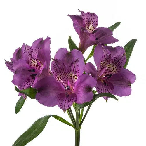 Purple Tiger Lily Flowers 120 stems