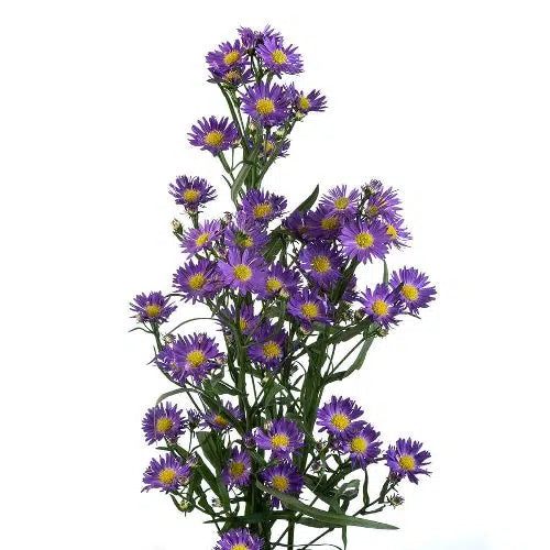 Purple Aster Flower 100 stems
