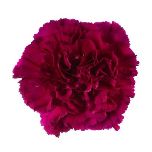 Purple Carnation Flower