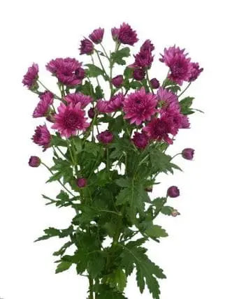 Purple Cushion Flower 12 Bunch
