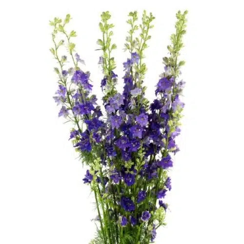 Purple Delphinium 100 stems