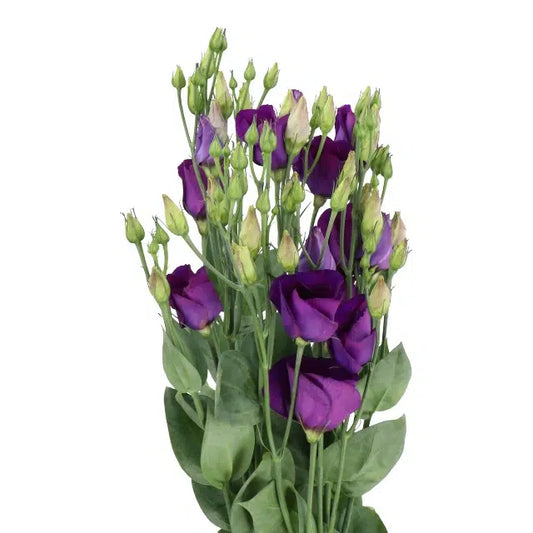 Purple Lisianthus Flowers 100 stems