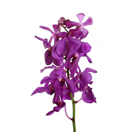 Purple Mokara, 60 stems