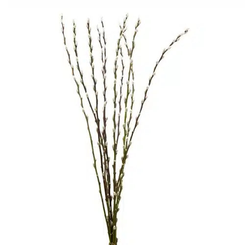 Pussy Willow Branch