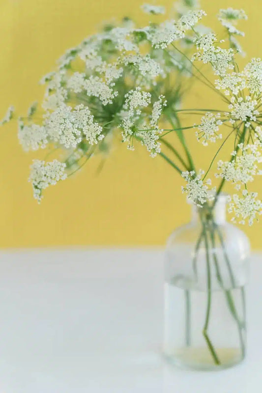 Queen Anne's Lace