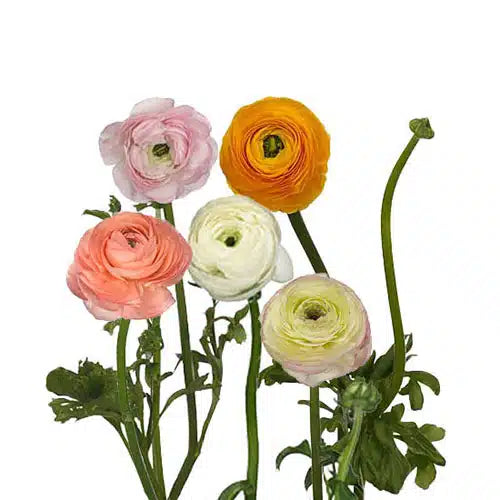 Assorted Ranunculus 120 stems