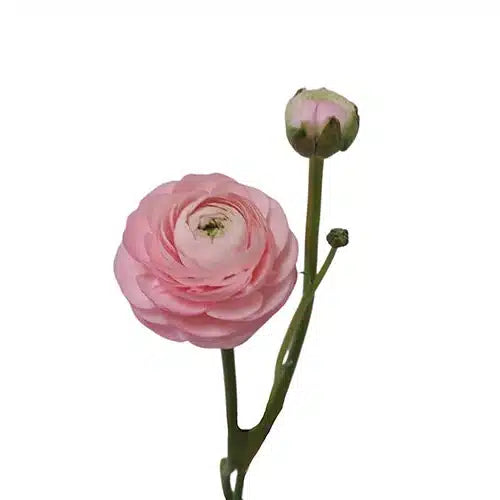 Pink Ranunculus 120 stems