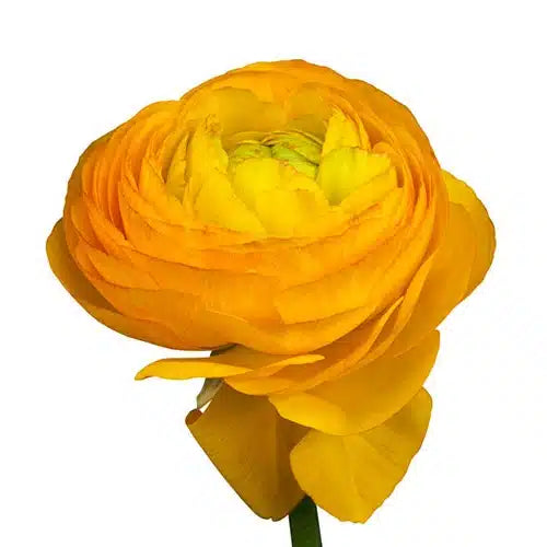 Yellow Ranunculus Flower 120 stems