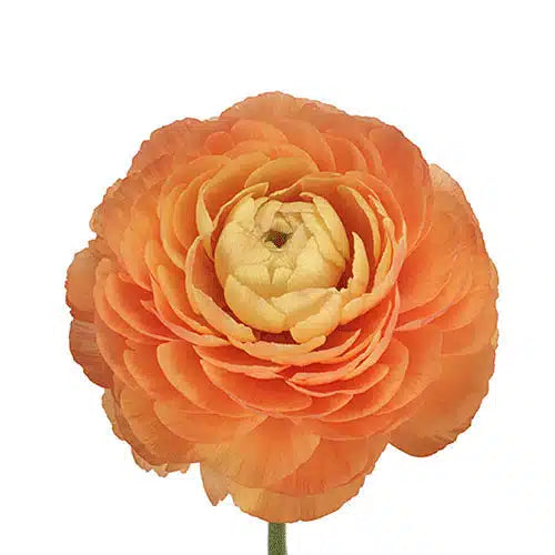 Peach Ranunculus 120 stems