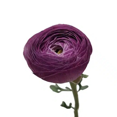 Purple Ranunculus 120 Stems