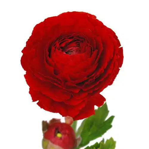 Red Ranunculus 120 Stems