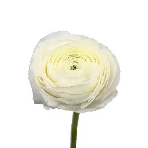 White Ranunculus 120 stems