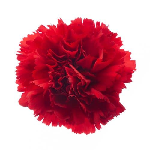 Red Carnation Flower