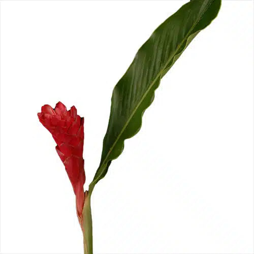 Red Ginger Flower 20 stems