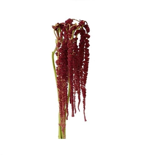 Red Hanging Amaranthus