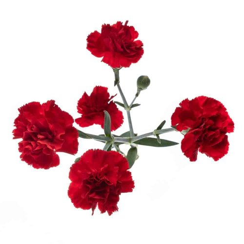 Red Mini Carnation Flowers