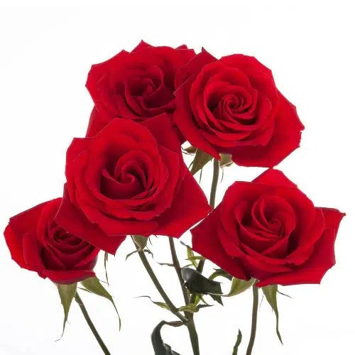 Red Mini Roses,100 stems