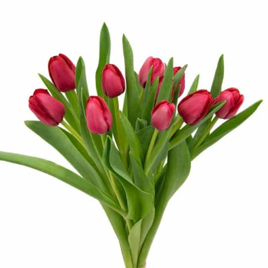 Red Tulip Flowers 150 Blooms