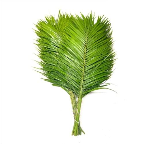 Robellini Palm Leaf