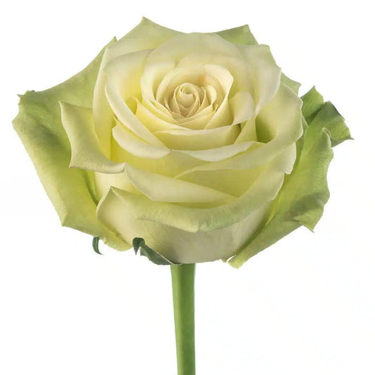 Rose Jade Green 100 Stems