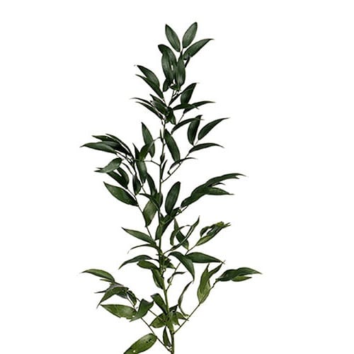 Italian Ruscus