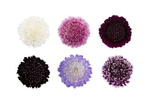Scabiosa Flower 80 stems