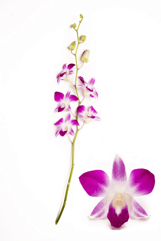 Bom Dendrobium Orchids