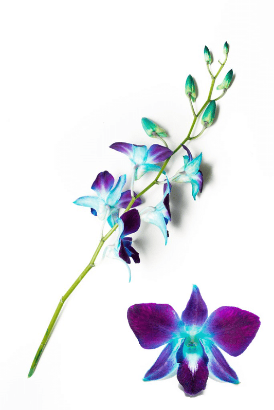 Blue Dendrobium Orchids