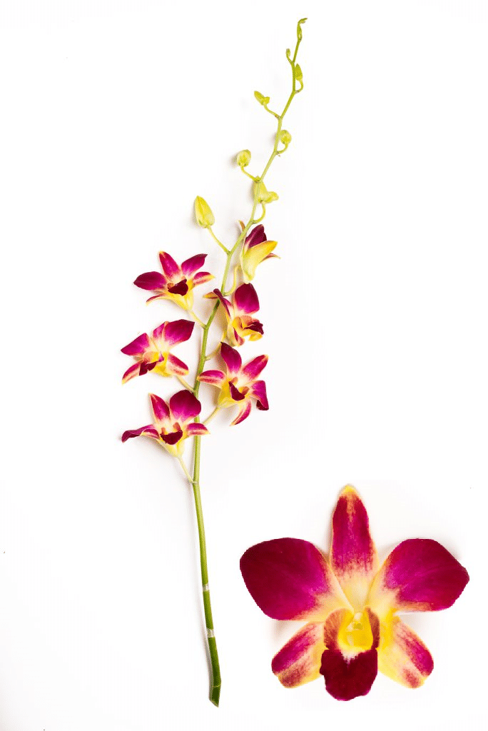 Purple and Yellow Dendrobium Orchid