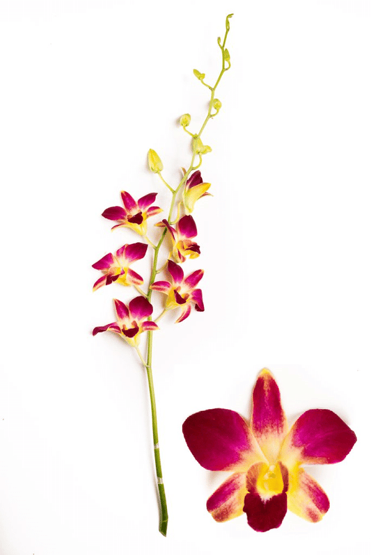 Purple and Yellow Dendrobium Orchid