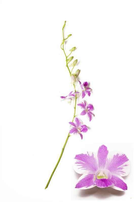 Pink Splash Dendrobium Orchid