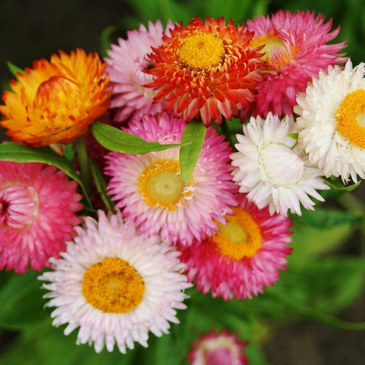 Strawflower 70 stems