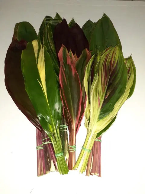Ti Leaf 200 Leaves
