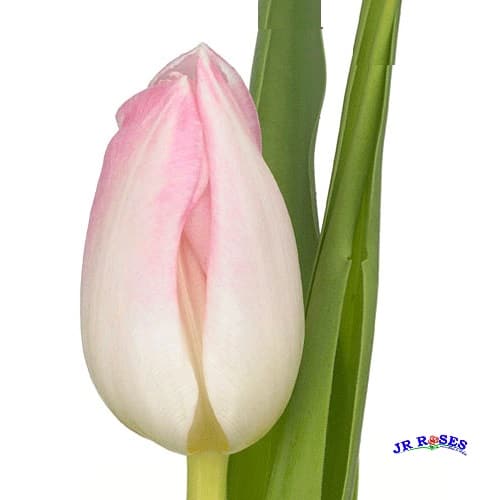 Blush Tulip 150 Blooms