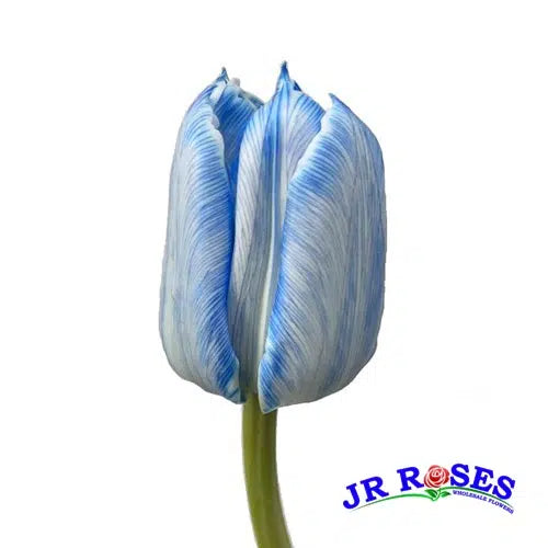 Blue Dyed Tulips 150 Blooms