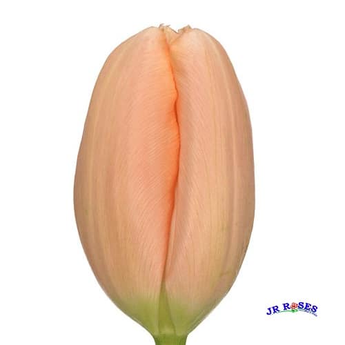 Peach Tulip Flowers 150 Blooms