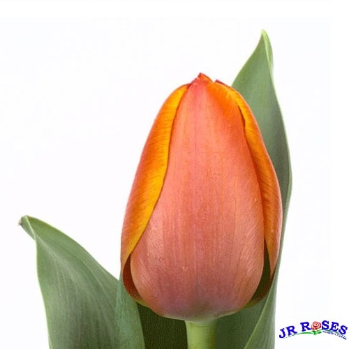 Orange Tulip Flowers 150 Blooms