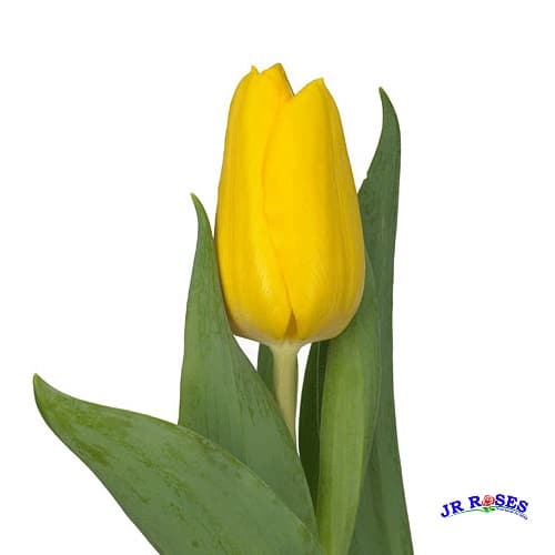 Yellow Tulip 150 Blooms