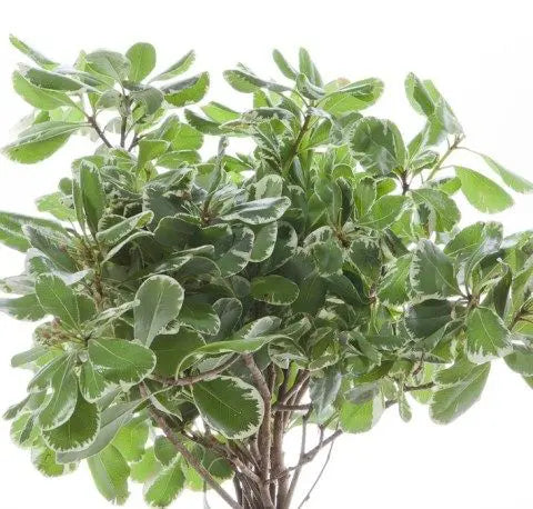 Pittosporum Variegated 10 bunch