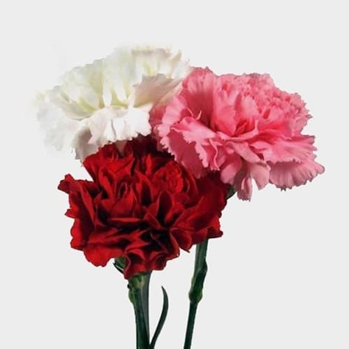 Valentine's Day Mix Carnation Flower