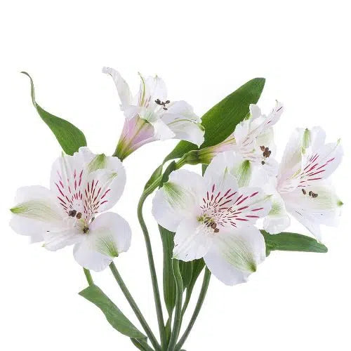 White Tiger Lily Flowers 120 stems