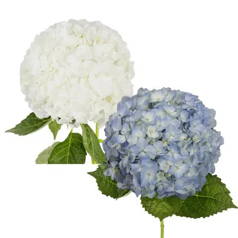 White and Blue Hydrangea Flower, 30 stems