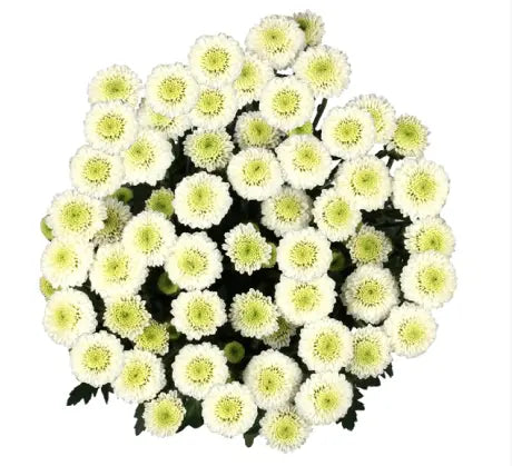 White Button Flower 12 Bunch