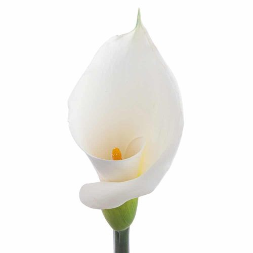 White Calla Lily Long Stemmed, 30 stems