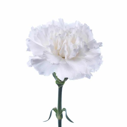 White Carnation Flower