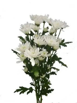 White Cushion Flower 12 Bunch