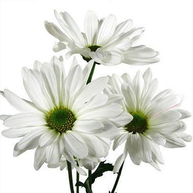 White Daisy Flower