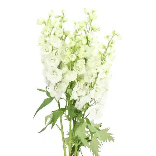 White Delphinium Flowers 100 stems