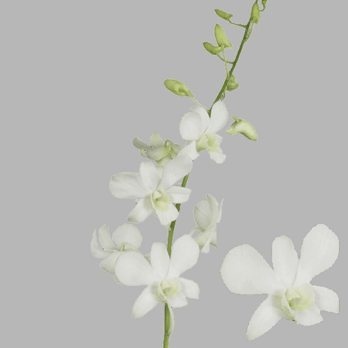 White Dendrobium Orchids